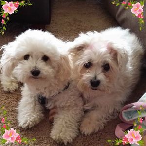 Meet your Posher, Joyce